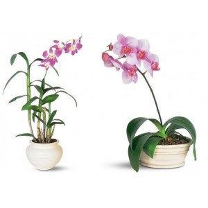 РОЗОВА ОРХИДЕЯ ФАЛЕНОПСИС (Phalaenopsis)